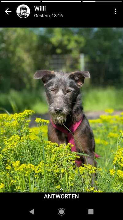 Die Dogorama Kalender Challenge Teil 3/4-Beitrag-Bild