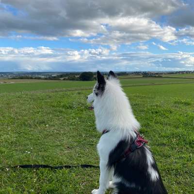 Hundetreffen-Gassirunde-Bild