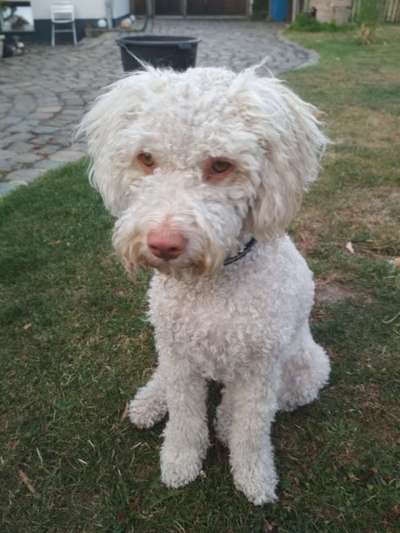 Lagotto Romagnolo Besitzer-Beitrag-Bild