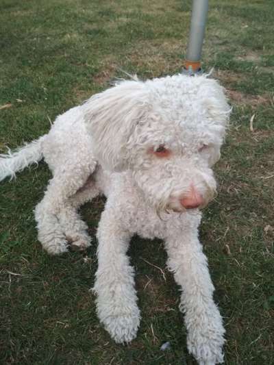 Lagotto Romagnolo Besitzer-Beitrag-Bild