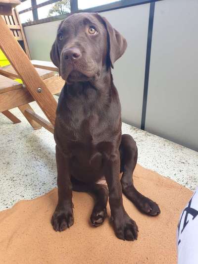 Labradorfans-Beitrag-Bild