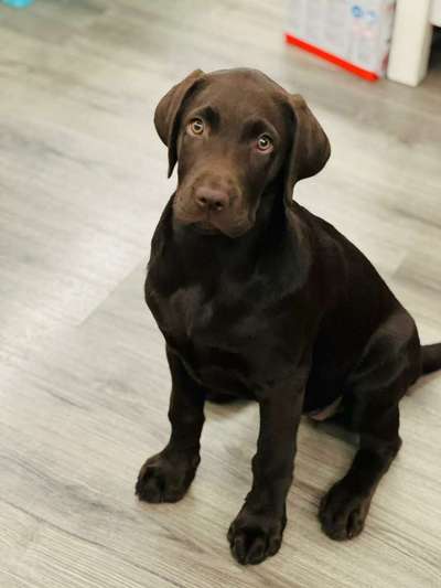 Labradorfans-Beitrag-Bild