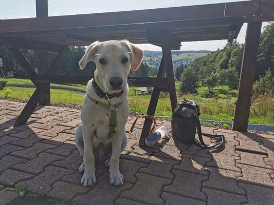 Welpen Bilder !-Beitrag-Bild