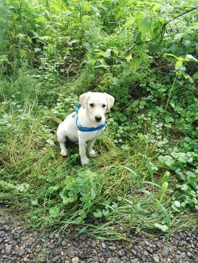 Die Dogorama Kalender Challenge 4/4-Beitrag-Bild