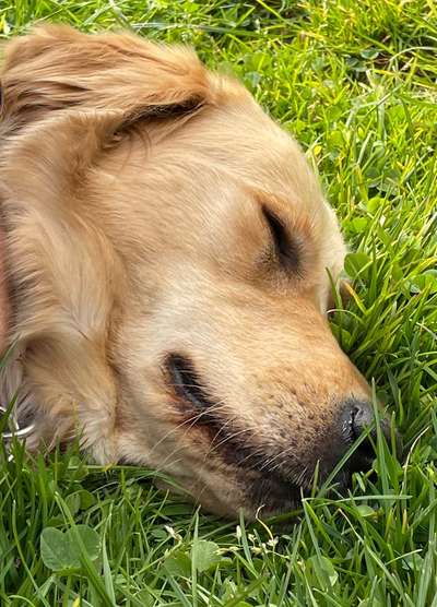 Wo sind die Golden Retriever Liebhaber?-Beitrag-Bild