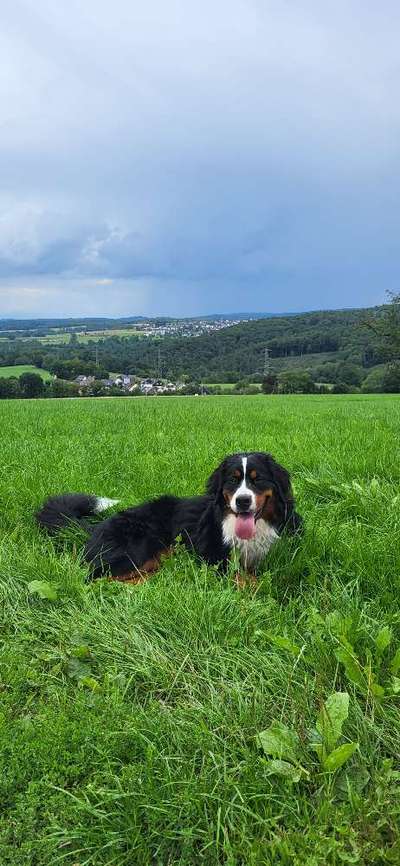 Hundetreffen-Spazieren gehen-Bild