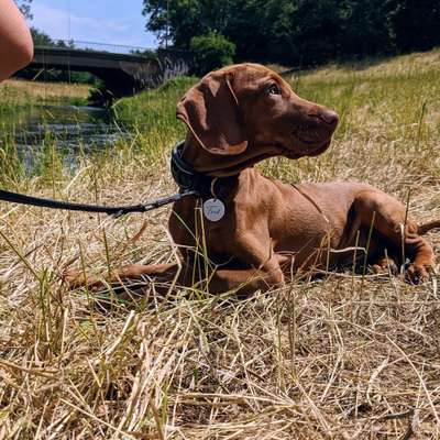 Hundetreffen-Social Walk Partner gesucht