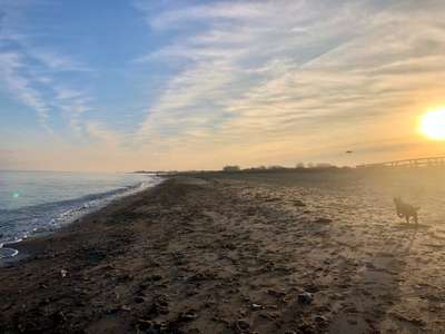 Hundeauslaufgebiet-Strand Rosenfelde-Bild