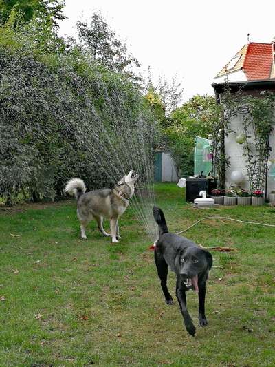 Lustige Bilder-Beitrag-Bild