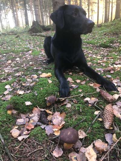 Labradorfans-Beitrag-Bild