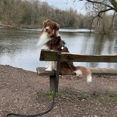 Hundetreffen-Social Walk und Spaziergang üben-Bild