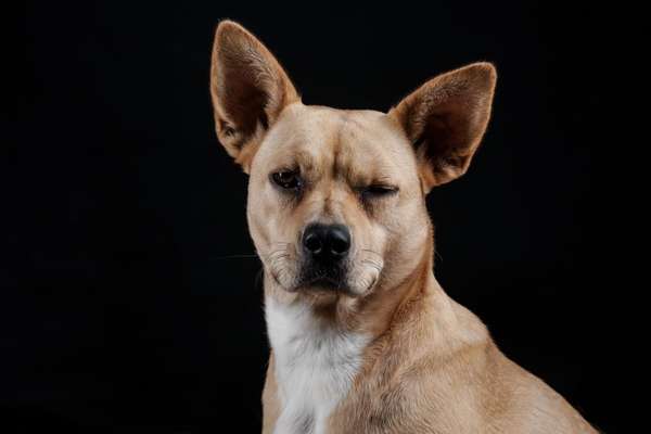 Dogorama Photo Challenge - Hundeblick zum hinschmelzen-Beitrag-Bild