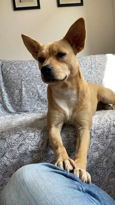 Mischlingshunde Foto Aufruf-Beitrag-Bild