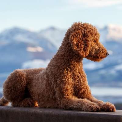 Hundetreffen-Fotosession-Bild