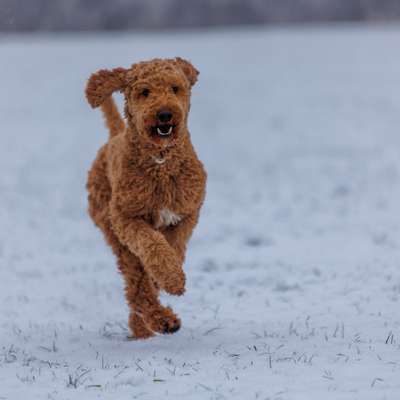 Hundetreffen-Canicross