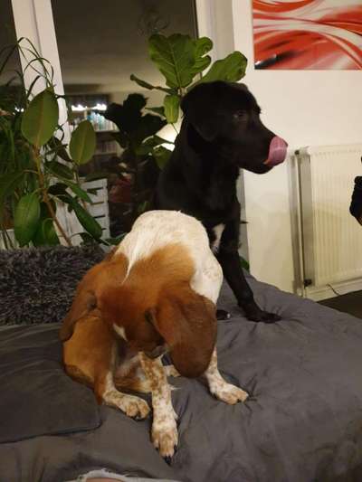 Tongue Out Tuesday-Beitrag-Bild