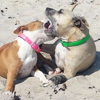 Hundetreffen-Gassirunden in Lehrte-Profilbild