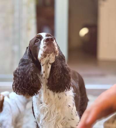 Springer Spaniel-Beitrag-Bild