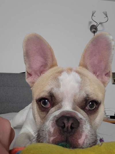 Französische Bulldoggen-Beitrag-Bild