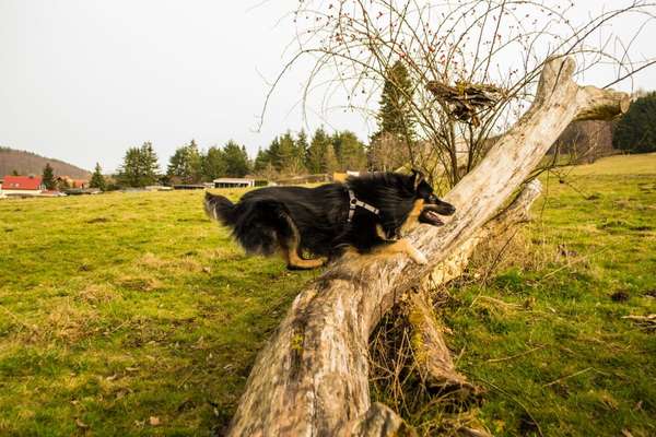 Handy Foto Challenge Nr. 49: Mein Freund der Baum-Beitrag-Bild