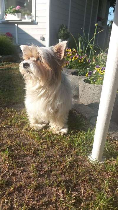 Yorkshire Terrier-Beitrag-Bild