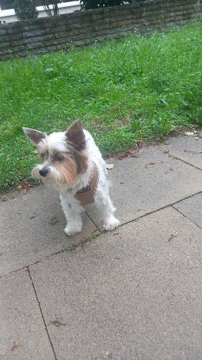 Yorkshire Terrier-Beitrag-Bild