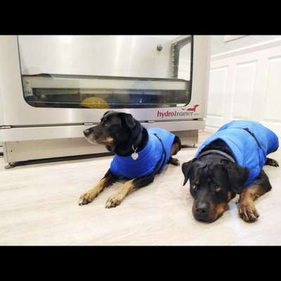 Medizinische Dienstleistung Die Hunde Praxis Hundephysiotherapie in Karlum  – Dogorama