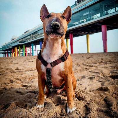 Hundetreffen-Hundetreffen-Profilbild