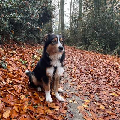 Hundetreffen-Spielgefährte gesucht-Bild