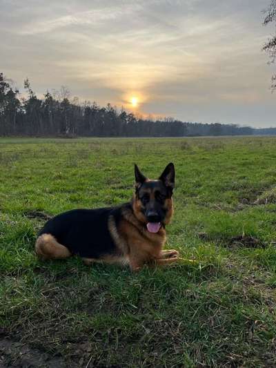 Hundetreffen-Suche Hündin zum spazieren gehen-Bild