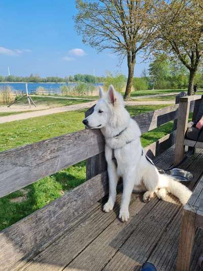Weißer Schweizer Schäferhund-Beitrag-Bild