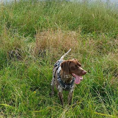 Hundetreffen-Spielen, rennen, baden-Bild