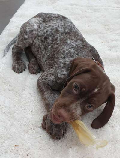 Welpen Bilder !-Beitrag-Bild