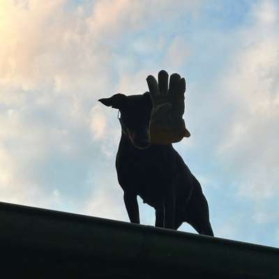 Hundetreffen-Spazieren, wandern, chillen, recht offen 🤷‍♂️