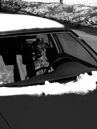 Postet das beste Foto von euren 4 beinern-Beitrag-Bild