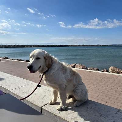 Hundetreffen-Gemeinsame Gassirunde-Bild