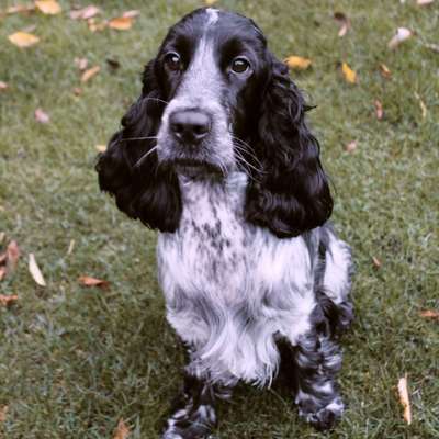 Hundetreffen-Entspannte Spaziergänge 😊