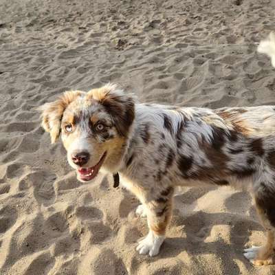 Hundetreffen-Junghundtreffen Xhain-Bild