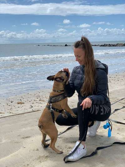 Hundetreffen-Frenchie Bulldoggen-Treff-Bild