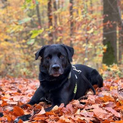 Hundetreffen-Spiel- und Sozialkontakt gesucht-Bild