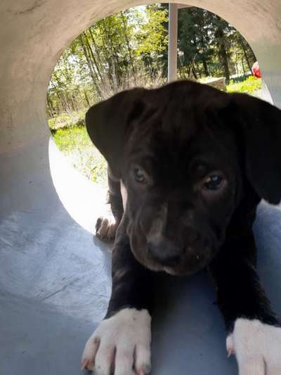 Welpen Bilder !-Beitrag-Bild