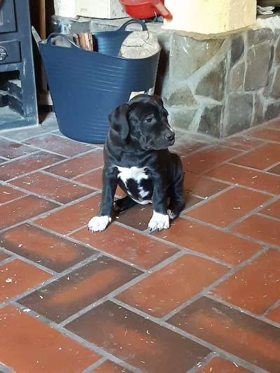 Welpen Bilder !-Beitrag-Bild