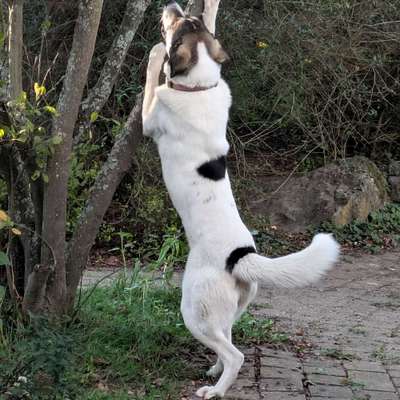 Hundetreffen-Spielen und Spaziergänge