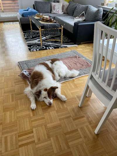 Wie kamst du zu deinem Hund?-Beitrag-Bild