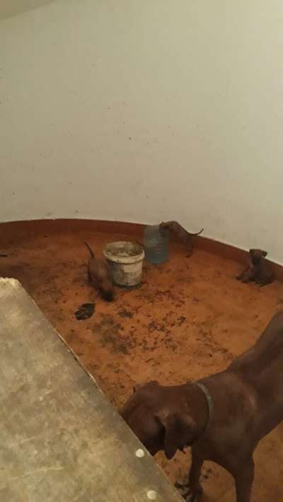 Rhodesian Ridgeback-Beitrag-Bild