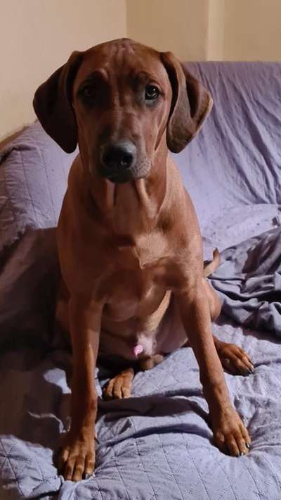 Rhodesian Ridgeback-Beitrag-Bild