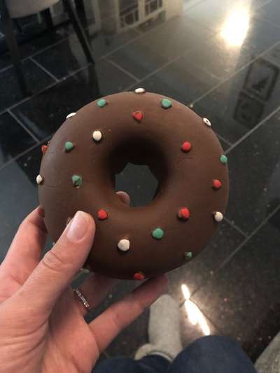 Rhodesian Ridgeback-Beitrag-Bild