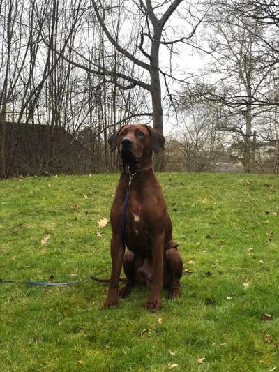 Rhodesian Ridgeback-Beitrag-Bild