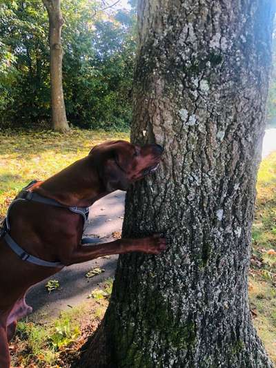 Rhodesian Ridgeback-Beitrag-Bild