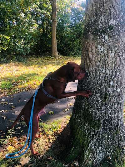 Rhodesian Ridgeback-Beitrag-Bild